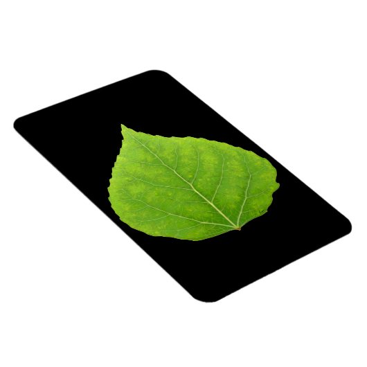 Green Aspen Leaf #11 Magnet (Rechte Seite)