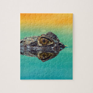 Green Baby Crocodile in Water mit Blau und Orange Puzzle