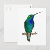 Green-backed Hillstar Hummingbird Postkarte (Vorne/Hinten)