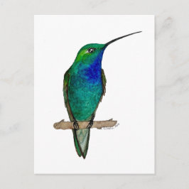 Green-backed Hillstar Hummingbird Postkarte