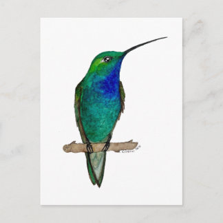 Green-backed Hillstar Hummingbird Postkarte
