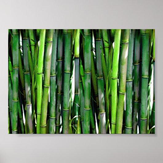 Green Bamboo Stalks Naturfotografie Poster (Vorne)