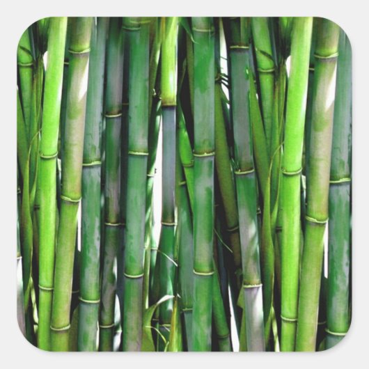 Green Bamboo Stalks Naturfotografie Quadratischer Aufkleber (Vorderseite)