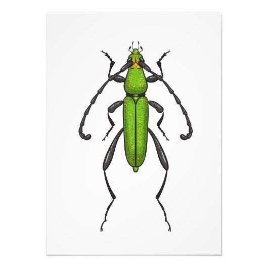 Green beetle fotodruck (Vorne)