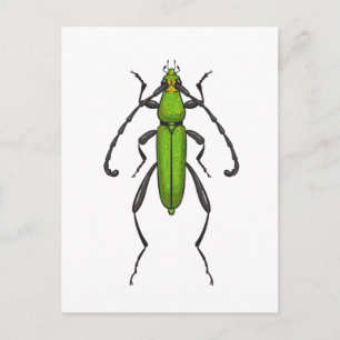 Green beetle postkarte