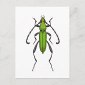 Green beetle postkarte (Vorderseite)