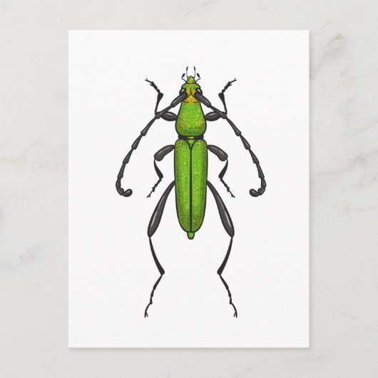 Green beetle postkarte (Vorderseite)