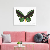 Green Birdwing Butterfly Leinwanddruck (Insitu (Wohnzimmer))