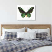 Green Birdwing Butterfly Leinwanddruck (Insitu (Schlafzimmer))