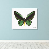 Green Birdwing Butterfly Leinwanddruck (Insitu (Holzboden))
