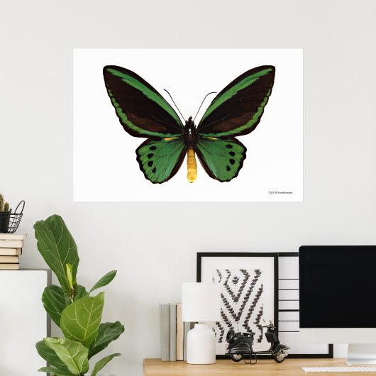 Green Birdwing Butterfly Poster (Heimbüro)