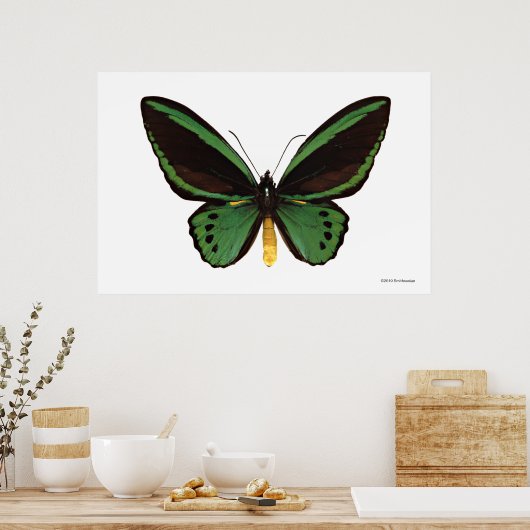 Green Birdwing Butterfly Poster (Küche)