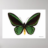 Green Birdwing Butterfly Poster (Vorne)