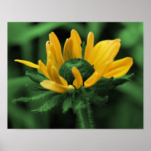 Green Black Mit Augen Susan Abstrakt Blume Art Poster (Vorne)