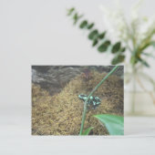 Green & Black Poison Dart Frosch # 3 Postkarte (Stehend Vorderseite)