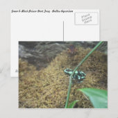 Green & Black Poison Dart Frosch # 3 Postkarte (Vorne/Hinten)