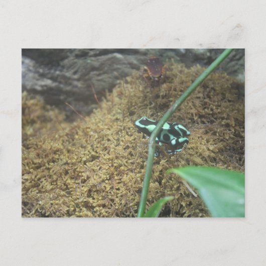 Green & Black Poison Dart Frosch # 3 Postkarte (Vorderseite)