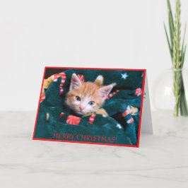 Green Blanket Cat Frohe Weihnachten Orange Kitten