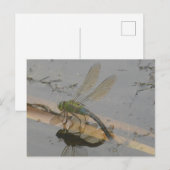 Green-Blue-Dragonfly-DIY Postkarte (Vorne/Hinten)