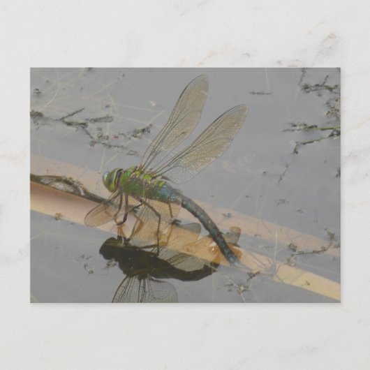 Green-Blue-Dragonfly-DIY Postkarte (Vorderseite)