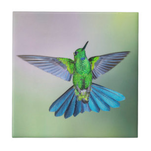 Green & Blue Hummingbird Fliese