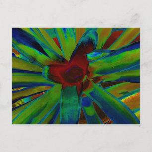 Green Blue Red Bromeliad Pflanzen Image Postkarte