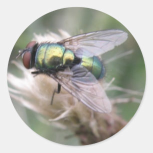 Green Bottle Fly Macro Aufkleber