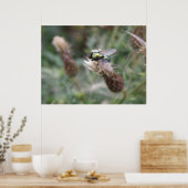 Green Bottle Fly Macro Poster (Küche)