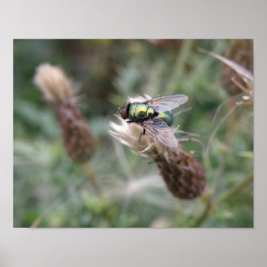 Green Bottle Fly Macro Poster (Vorne)