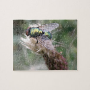 Green Bottle Fly Macro Puzzle