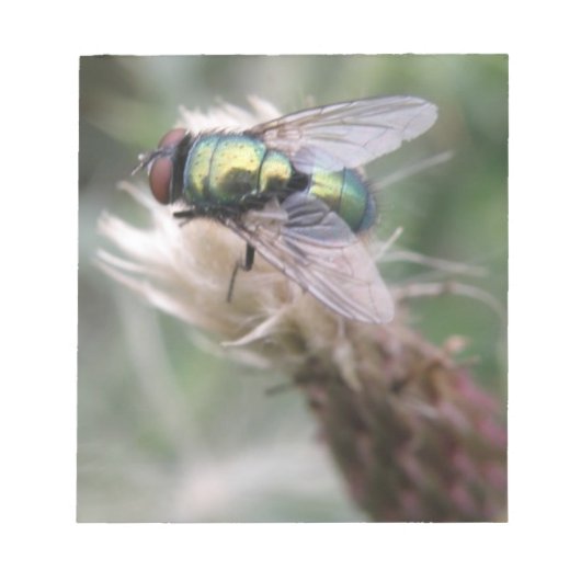 Green Bottle Fly Makro Notepad Notizblock (Vorderseite)