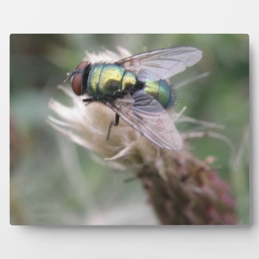 Green Bottle Fly Makro Plaque Fotoplatte (Vorderseite)