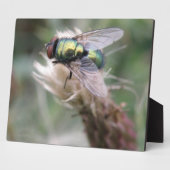 Green Bottle Fly Makro Plaque Fotoplatte (Seite)