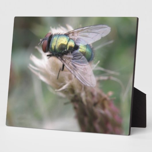 Green Bottle Fly Makro Plaque Fotoplatte (Seite)