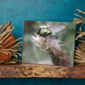 Green Bottle Fly Makro Plaque Fotoplatte (Seite)