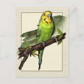 Green Budgie Art Postcard Postkarte (Vorderseite)