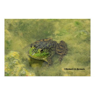 Green Bull Frog schließt Foto-Erweiterung ab Fotodruck