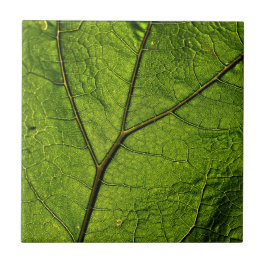 Green Butterbur Leaf Fliese