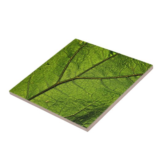 Green Butterbur Leaf Fliese (Seite)