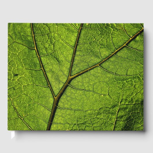 Green Butterbur Leaf Gästebuch (Vorderseite)