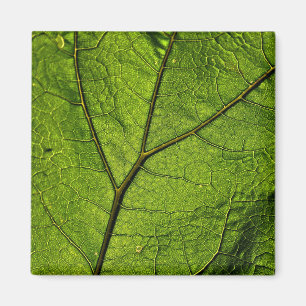Green Butterbur Leaf Magnet