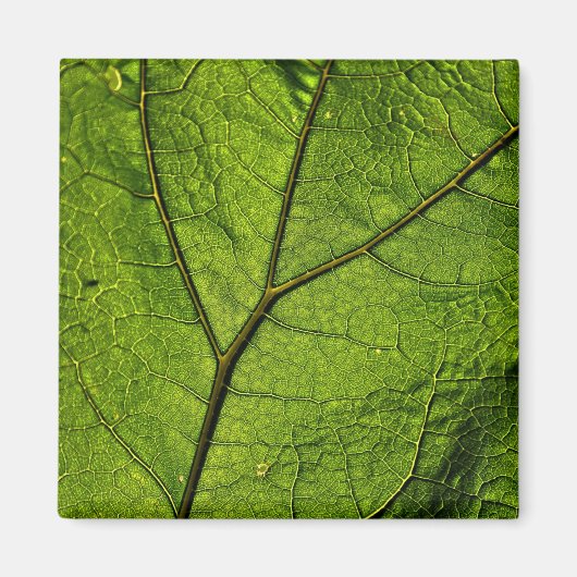 Green Butterbur Leaf Magnet (Vorne)