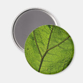 Green Butterbur Leaf Magnet (Vorderseite/Rückseite)