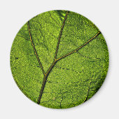Green Butterbur Leaf Magnet (Vorne)