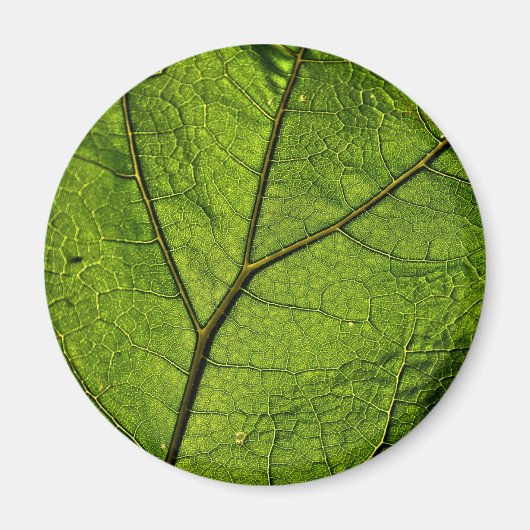 Green Butterbur Leaf Magnet (Vorne)