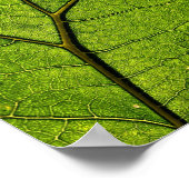 Green Butterbur Leaf Poster (Ecke)
