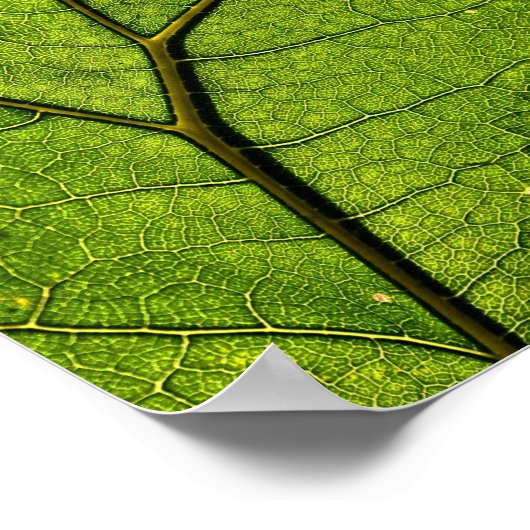 Green Butterbur Leaf Poster (Ecke)