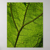 Green Butterbur Leaf Poster (Vorne)