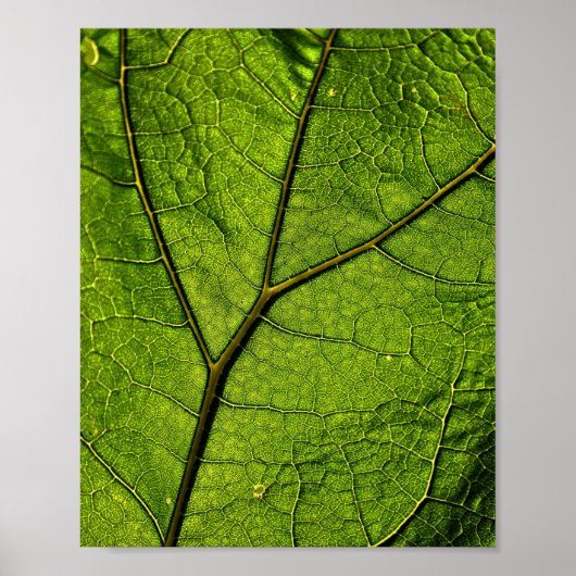 Green Butterbur Leaf Poster (Vorne)