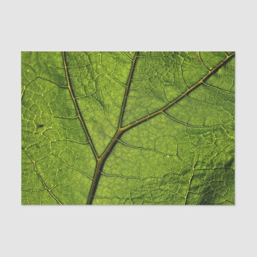 Green Butterbur Leaf Seidenpapier (Vorderseite)